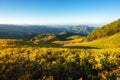 Landscape nature flower Tung Bua Tong Mexican sunflower fieldin winter season during sunrise in Mae Hong Son near Chiang Mai, Royalty Free Stock Photo