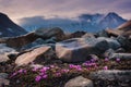 landscape nature of the mountains of Spitzbergen Longyearbyen Svalbard on a polar day with arctic flowers in the summer