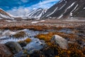 Landscape nature of the mountains of Spitzbergen Longyearbyen Svalbard on a polar day with arctic flowers in the summer Royalty Free Stock Photo
