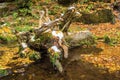 Landscape in the nature reserve Monbachtal