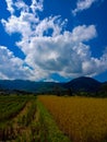 Rice field gold color