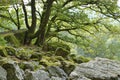 Landscape nature tree stone rock hill