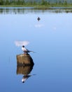 Landscape nature. Two birds sitting on a tree stump sticking out