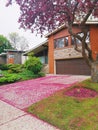 Landscape nature view of house and front yard drive-way covered with pink red small fallen apple flowers petals. Royalty Free Stock Photo