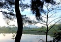 The landscape nature views the lake and pine tree in the morning in a landscape view