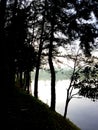 The landscape nature views the lake, and pine trees in the morning