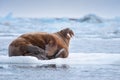 Landscape nature walrus on an ice floe of Spitsbergen Longyearbyen Svalbard arctic winter sunshine day Royalty Free Stock Photo