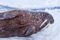 Landscape nature walrus on an ice floe of Spitsbergen Longyearbyen Svalbard arctic winter sunshine day Royalty Free Stock Photo