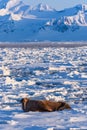 Landscape nature walrus on an ice floe of Spitsbergen Longyearbyen Svalbard arctic winter sunshine day