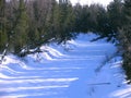 Landscape nature. Winter forest. Cedar trees.