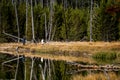 The landscape nature and world famouse geyser in Yellowstone national park in Wyoming , United States of America