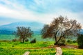 Landscape near Beit Keshet Royalty Free Stock Photo