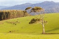 Landscape near Derby in Tasmania Australia Royalty Free Stock Photo