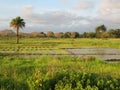 A landscape near of Diouloulou