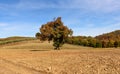 oak tree in autumn Royalty Free Stock Photo