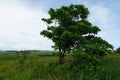 Landscape near Nariva Swamp on Trinidad Royalty Free Stock Photo