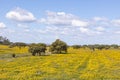 Landscape near Ourique at the coast aerea of Algarve in Portugal with olive trees, colorful fields and cork trees