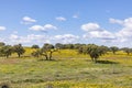 Landscape near Ourique at the coast aerea of Algarve in Portugal with olive trees, colorful fields and cork trees