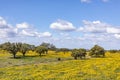 Landscape near Ourique at the coast aerea of Algarve in Portugal with olive trees, colorful fields and cork trees