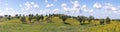 landscape near Ourique at the coast aerea of Algarve in Portugal with olive trees, colorful fields and cork trees