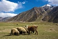 A landscape near Rangdum monastery, Zanskar Valley, Ladakh, Jammu and Kashmir, India. Royalty Free Stock Photo