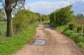 A landscape near Sambeek from a little road