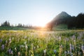 Landscape nearby Tipsoo Lake with Mt. Rainier Royalty Free Stock Photo