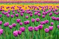 Landscape of Netherlands bouquet of purple and yellow tulips flo