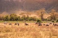 Landscape of Ngorongoro crater - herd of zebra and wildebeests (also known as gnus) grazing on grassland - wild animals at