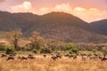 Landscape of Ngorongoro crater - herd of zebra and wildebeests (also known as gnus) grazing on grassland - wild animals at