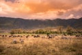 Landscape of Ngorongoro crater - herd of zebra and wildebeests (also known as gnus) grazing on grassland - wild animals at