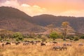 Landscape of Ngorongoro crater - herd of zebra and wildebeests (also known as gnus) grazing on grassland - wild animals at