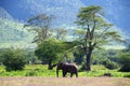 Landscape in the Ngorongoro crater in Tanzania Royalty Free Stock Photo