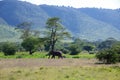 Landscape in the Ngorongoro crater in Tanzania Royalty Free Stock Photo