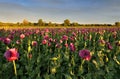 Landscape with nice sunset over poppy field Royalty Free Stock Photo