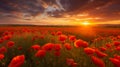 Landscape with nice sunset over poppy field, AI Generative