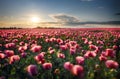 Landscape with nice sunset over poppy field Royalty Free Stock Photo