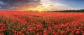 Landscape with nice sunset over poppy field - panorama