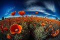 Landscape with nice sunset over poppy field - panorama. Neural network AI generated Royalty Free Stock Photo