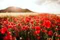 Landscape with nice sunset over poppy field. Spring concept Royalty Free Stock Photo