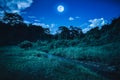 Bright full moon above wilderness area in forest, serenity nature background. Royalty Free Stock Photo