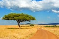 Landscape with nobody tree in Africa Royalty Free Stock Photo