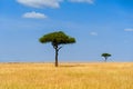 Landscape with nobody tree in Africa Royalty Free Stock Photo