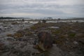 the landscape of the north sea tide rocks algae nature