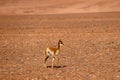 The landscape of northern Chile with a baby vicuna in the desert highlands of northern Chile, Atacama Desert, Chile