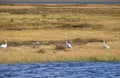 The landscape of the Northern nature. The Nadym River. Geese in