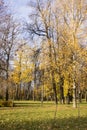 Landscape with a northern swamp in late autumn.