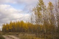 Landscape with a northern swamp in late autumn.