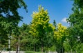 Landscape with norway maple Acer platanoides Princeton Gold with bright leaves in public landscape city park