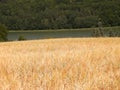 Landscape of oat field and Ostrzyckie lake, Wiezyca, Kashubian Region, Poland Royalty Free Stock Photo